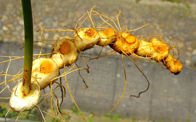 黄精列于草部之首，仙家以为芝草之类，以其得坤土之精粹