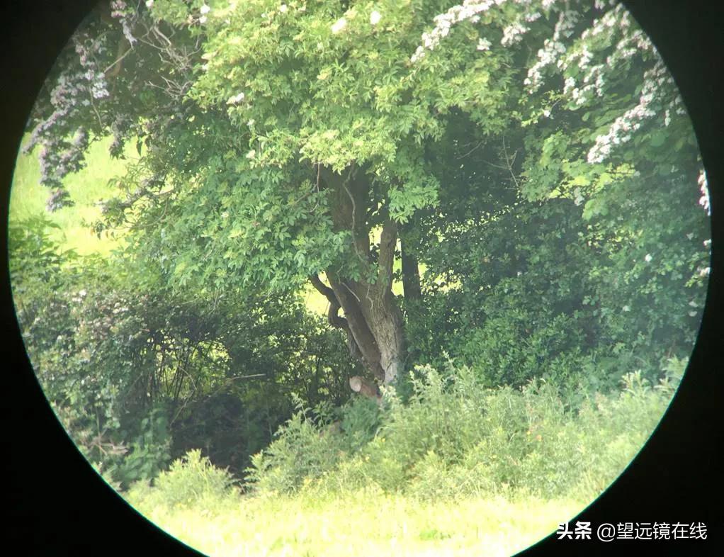 蔡司望远镜10x25t测评,蔡司8x32望远镜测评