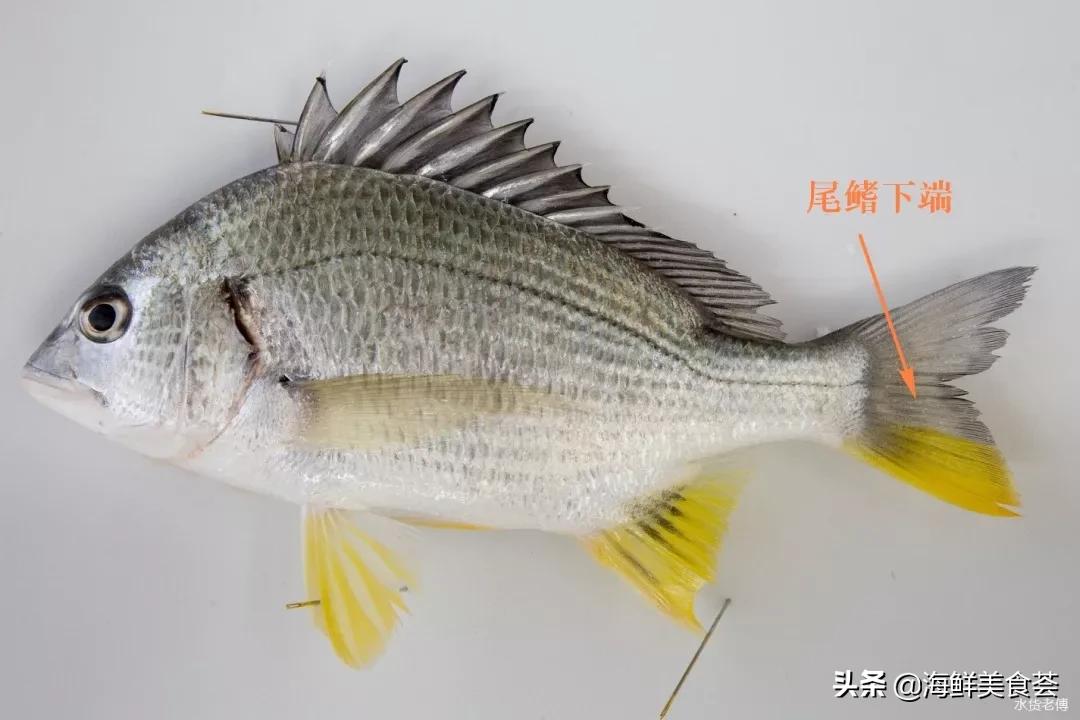 黄翅鱼如何分辨野生和养殖 (怎么看黄翅鱼是不是野生的)