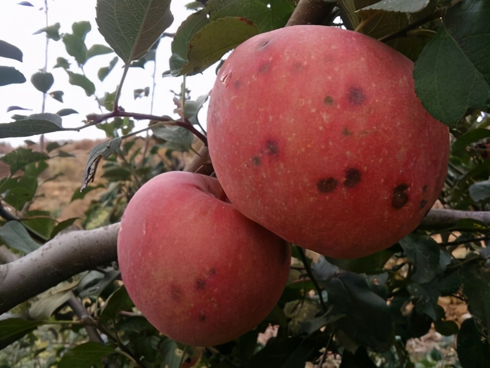 苹果苦痘病防治,苹果苦痘病症状及发生原因
