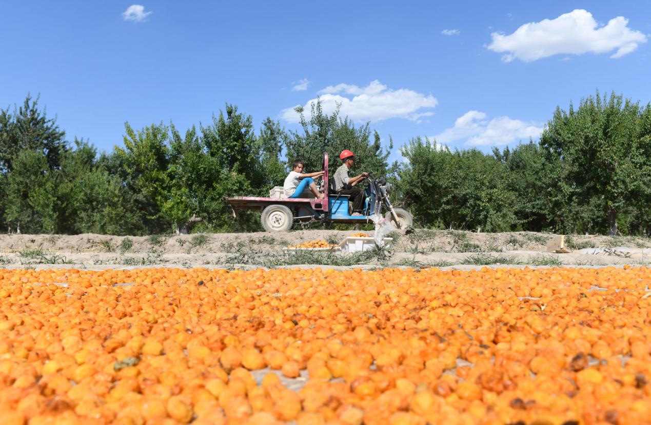 让中国第一杏走出*疆新**销往全国！这位维吾尔族女大学生做了啥