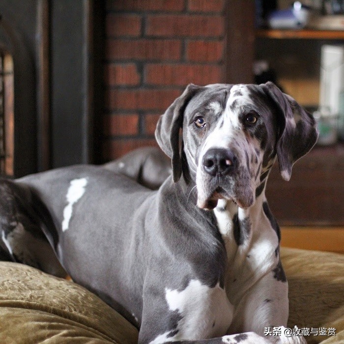 世界上昂贵的25个犬种