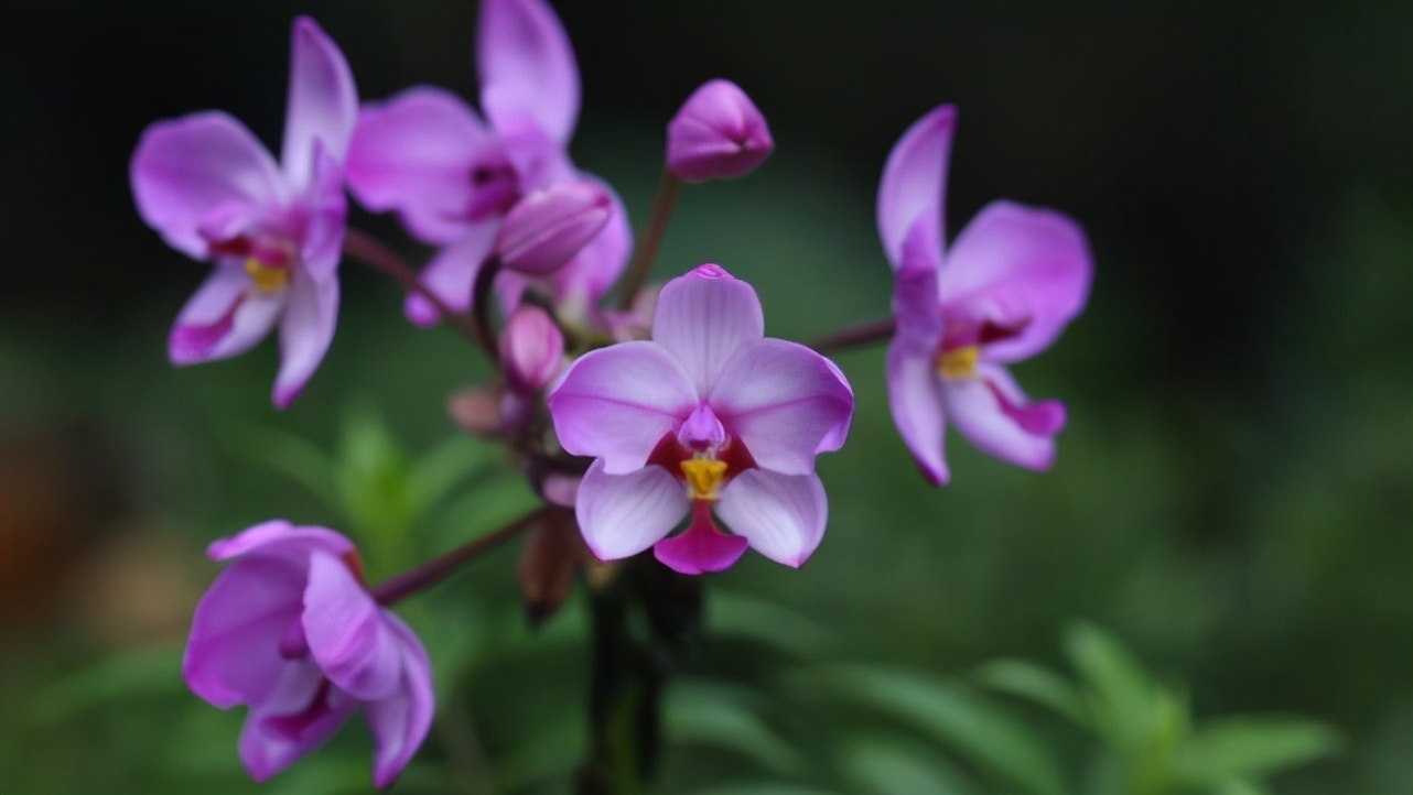 天蝎女喜欢突如其来的惊喜吗,天蝎女对喜欢的人制造惊喜