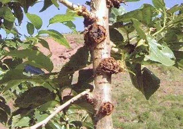 果树根部长瘤怎么办,果树长小疙瘩是什么病