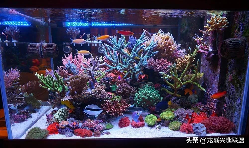 海缸最好养的生物,海缸最好养的软体生物