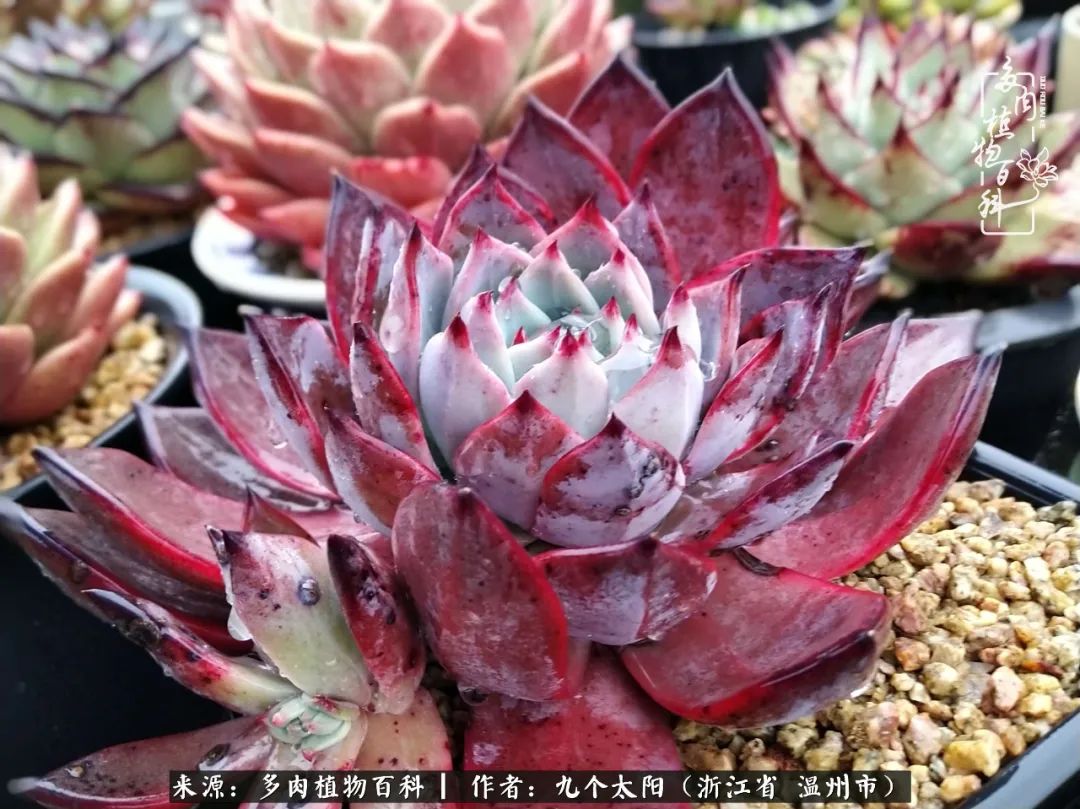 景天、球和龙舌兰，只要是多肉，都喜爱