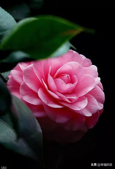 中国十大名花图片及花语,山茶花是中国十大名花吗