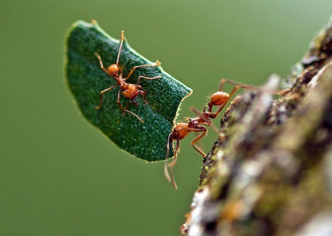 蚂蚁种植蘑菇,蚂蚁用树叶种蘑菇