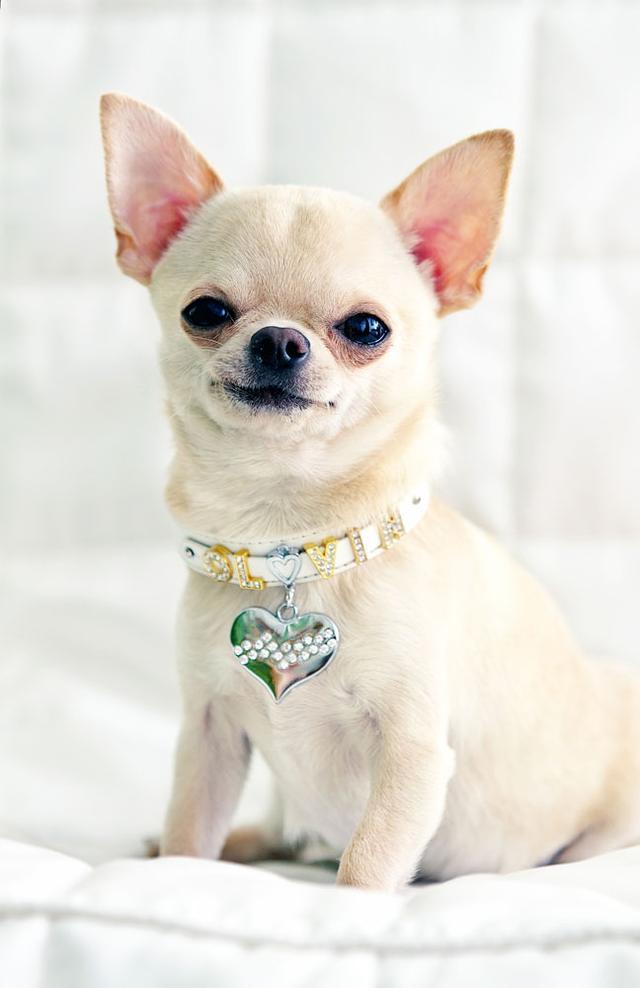 狗狗买什么品种最合适,怎么给狗狗选择宠物狗品种