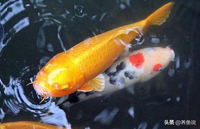 如何养殖风水锦鲤鱼视频,风水鱼怎么养