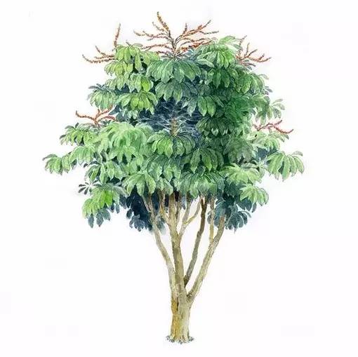 十种不同树叶的画法,五种不同树木的画法简单的