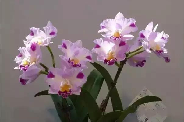 极品中的精品兰花,带你回忆天价兰花蕙兰篇