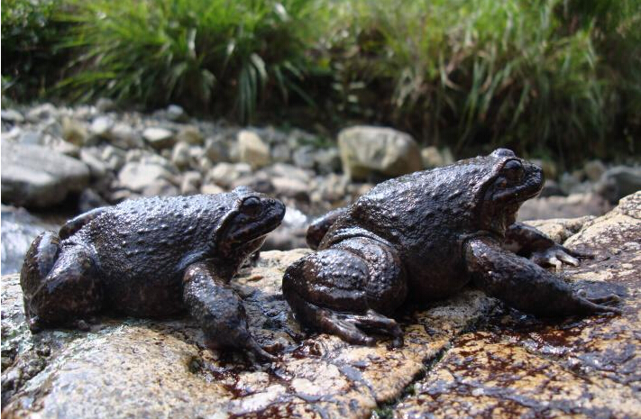 石蛙和人工饲养有什么区别,人工养殖石蛙用什么饲料