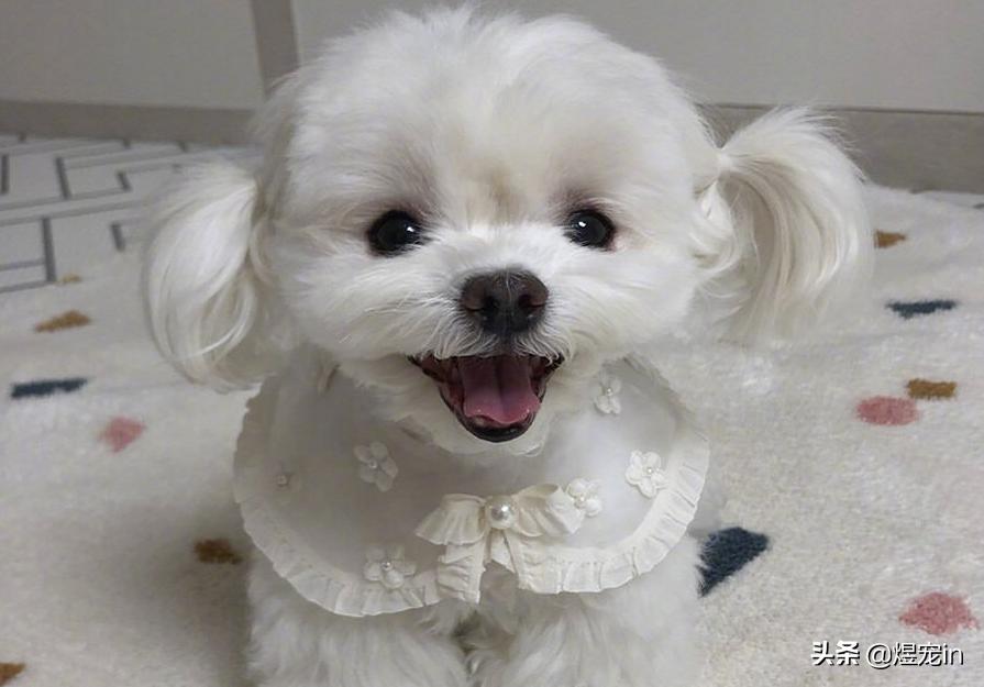 狗狗肚子不停的咕咕叫还伴有呕吐,狗狗嘴边挂粘稠口水还呕吐咋回事