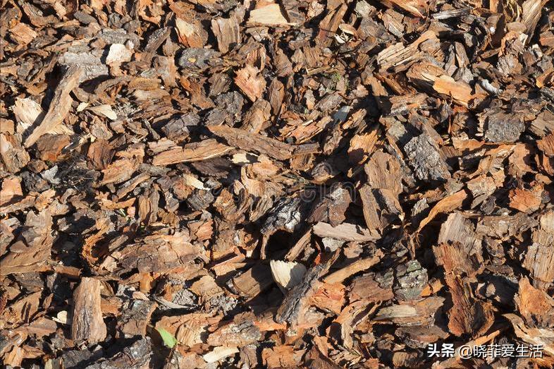 君子兰养了几年不开花要换盆吗,君子兰不开花这样养一年能开两茬