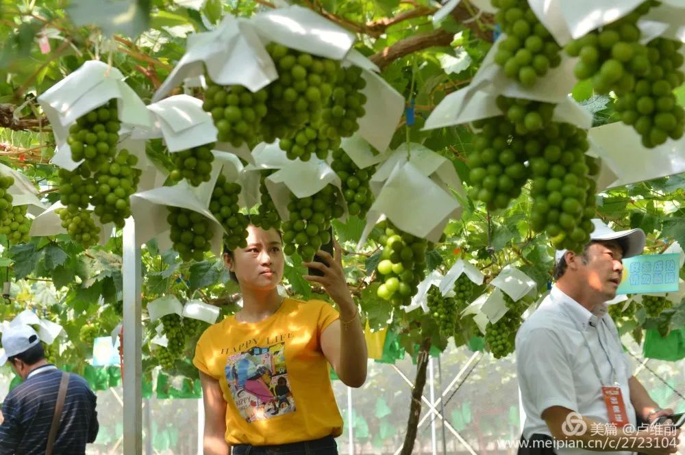 葡萄中的爱马仕阳光玫瑰,不愧是葡萄中的爱马仕