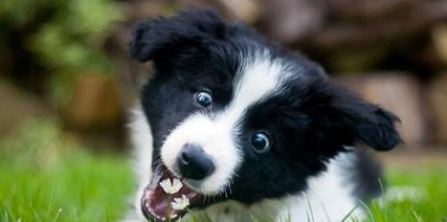 为什么边牧当不了导盲犬,为什么说边牧的智商排第一