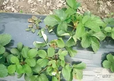 大棚草莓常见病虫害防治方法,南京地区草莓病虫害防治的现状