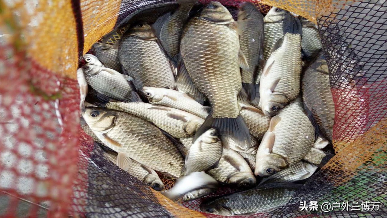 冬钓鲫鱼最好用的饵,深秋钓小鲫连杆为什么没有大板鲫