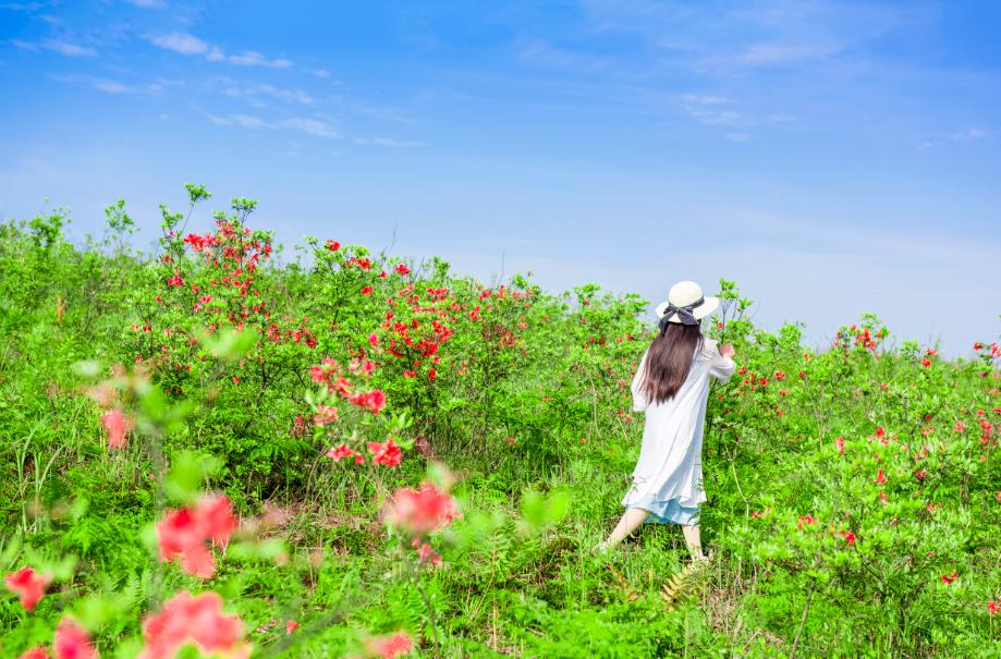 仙人街景区赏花攻略,吉尼斯打卡仙人街