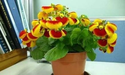 花草黄叶烂根怎么回事,养花草35年也不积水烂根黄叶