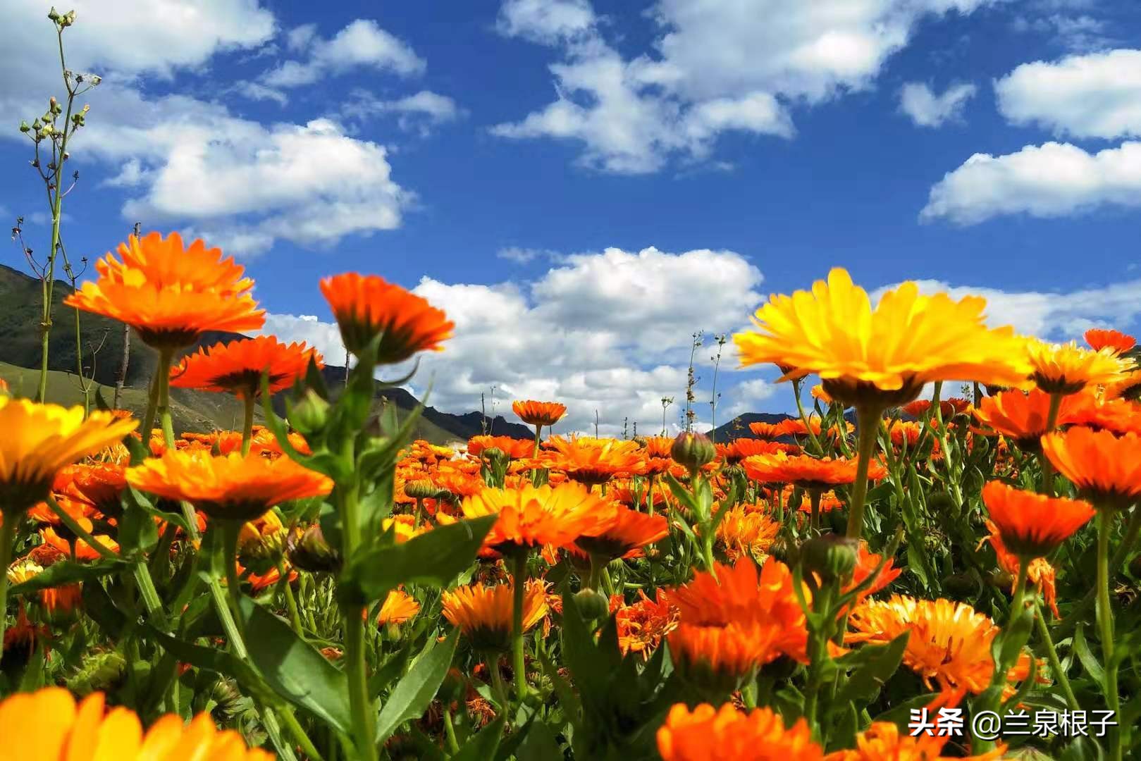 夏河县达尔宗湖景区电话,夏河县达尔宗湖游玩攻略