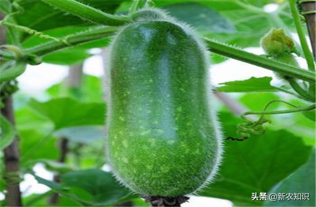 南瓜冬瓜什么时间种植最好,冬瓜的种植技术主蔓何时打顶