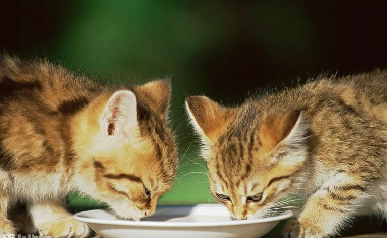 猫咪不喝水鼻头干怎么办,猫咪不喝水怎么办小窍门