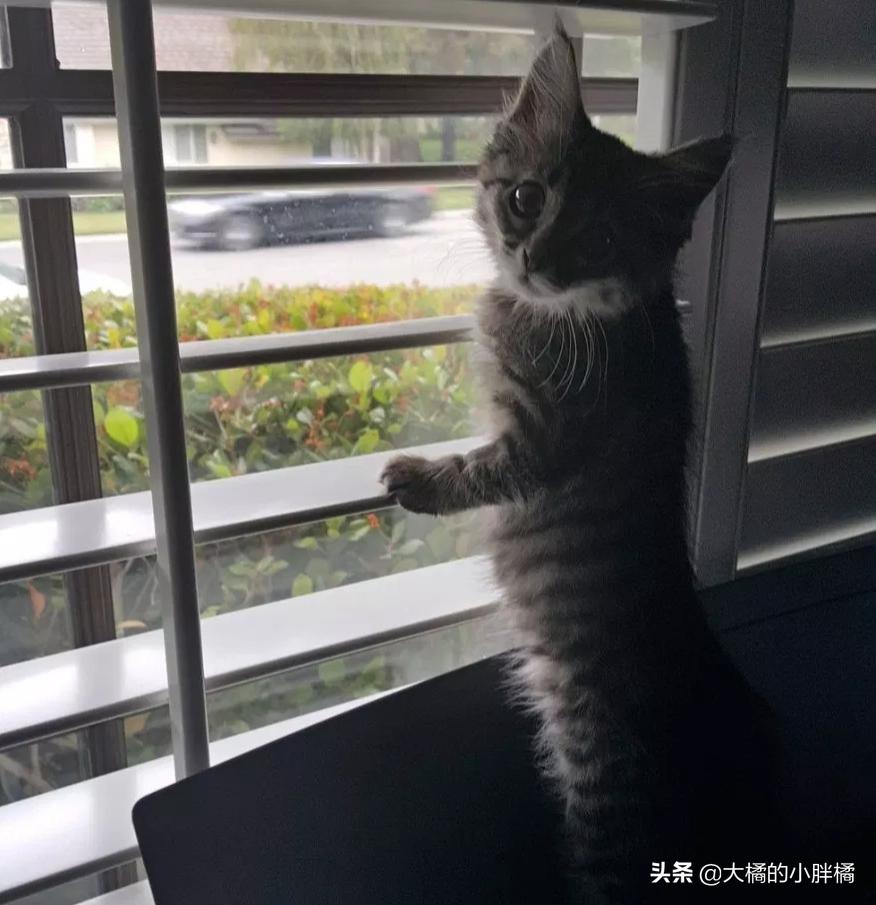 小猫多年后再次见到主人的反应 (盘点小猫相遇的时候他们的反应)