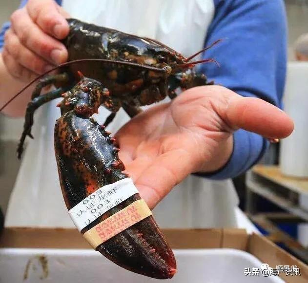 各国海鲜大盘点,今年过年最值得入手的海鲜