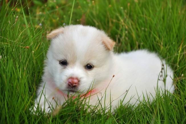 狗隐睾肿大变硬一定是癌症吗,隐睾恶性几率