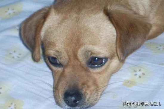 狗狗出现了呕吐的症状怎么办,狗狗呕吐的原因及解决方法