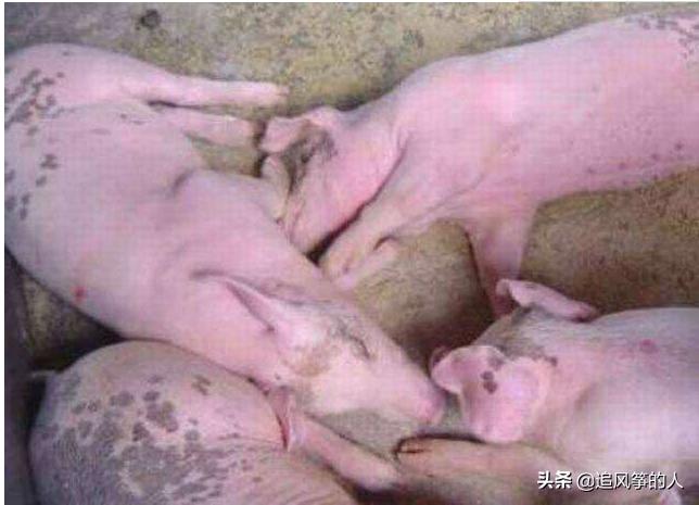 老病新发，猪场常见且不可轻视的厌食性链球菌病