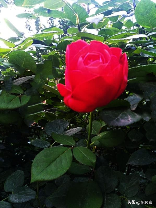 左传出名的句子,左传有其字的句子