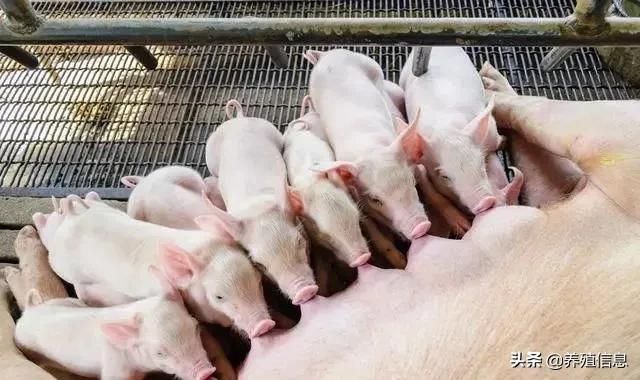 妊娠母猪分几个阶段,判断母猪怀孕最简单的方法