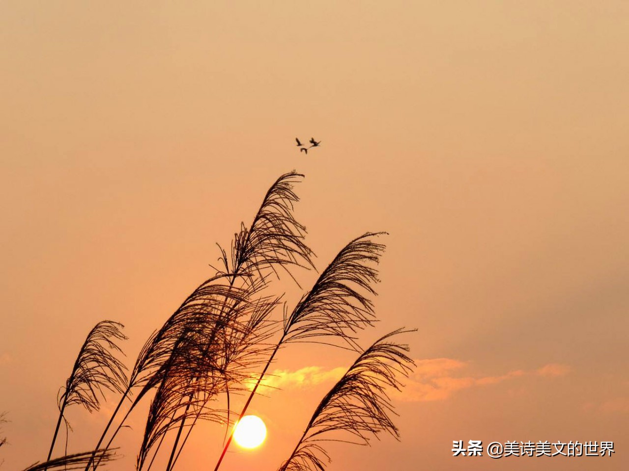 苏轼落难,苏轼最经典的十首词诵读