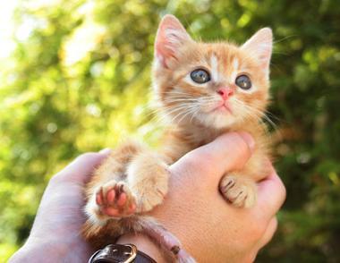 小猫因为喝羊奶粉拉稀怎么解决,小猫拉稀怎么解决