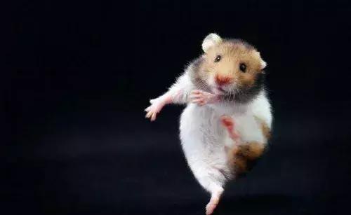 仓鼠的常见疾病及应对方法,仓鼠疾病症状和各类疾病介绍