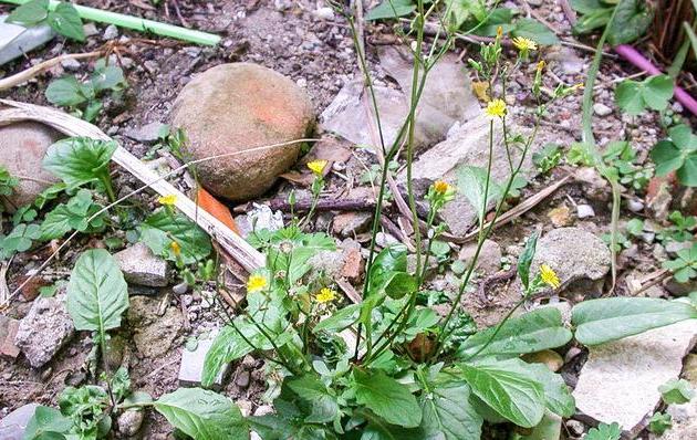 李时珍通便好物,李时珍通便软胶囊的功效