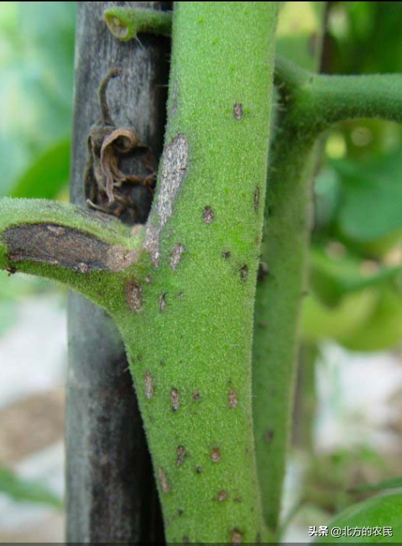 番茄灰叶斑病发病原因,番茄斑枯病与灰叶斑病区别