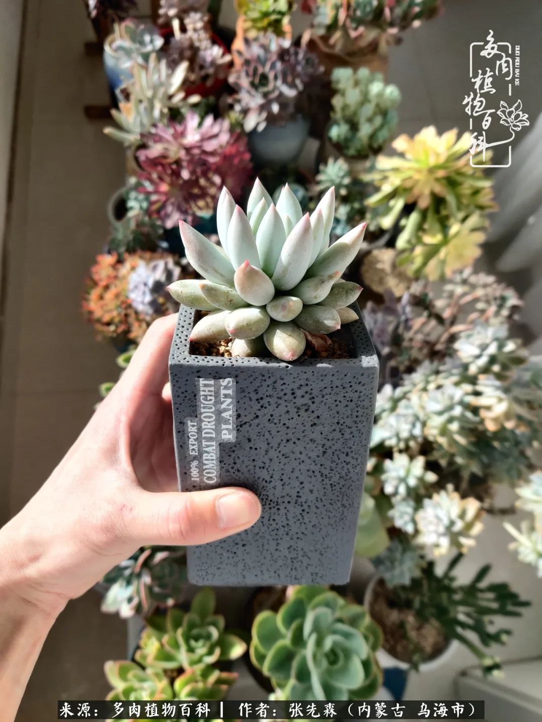 吸取教训，不断探索，英语老师的多肉碎碎念