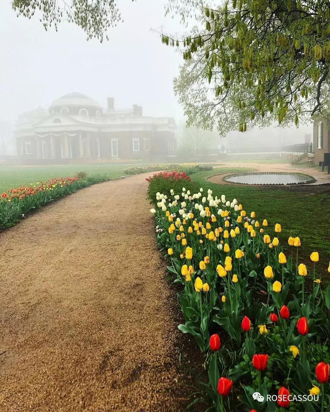 西柚慕斯郁金香花语,蕾丝郁金香花语