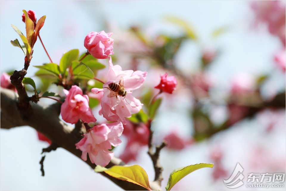 黄兴公园四季特色,黄兴公园美景