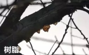 车漆什么时候需要镀晶图解,车漆面为什么要镀晶