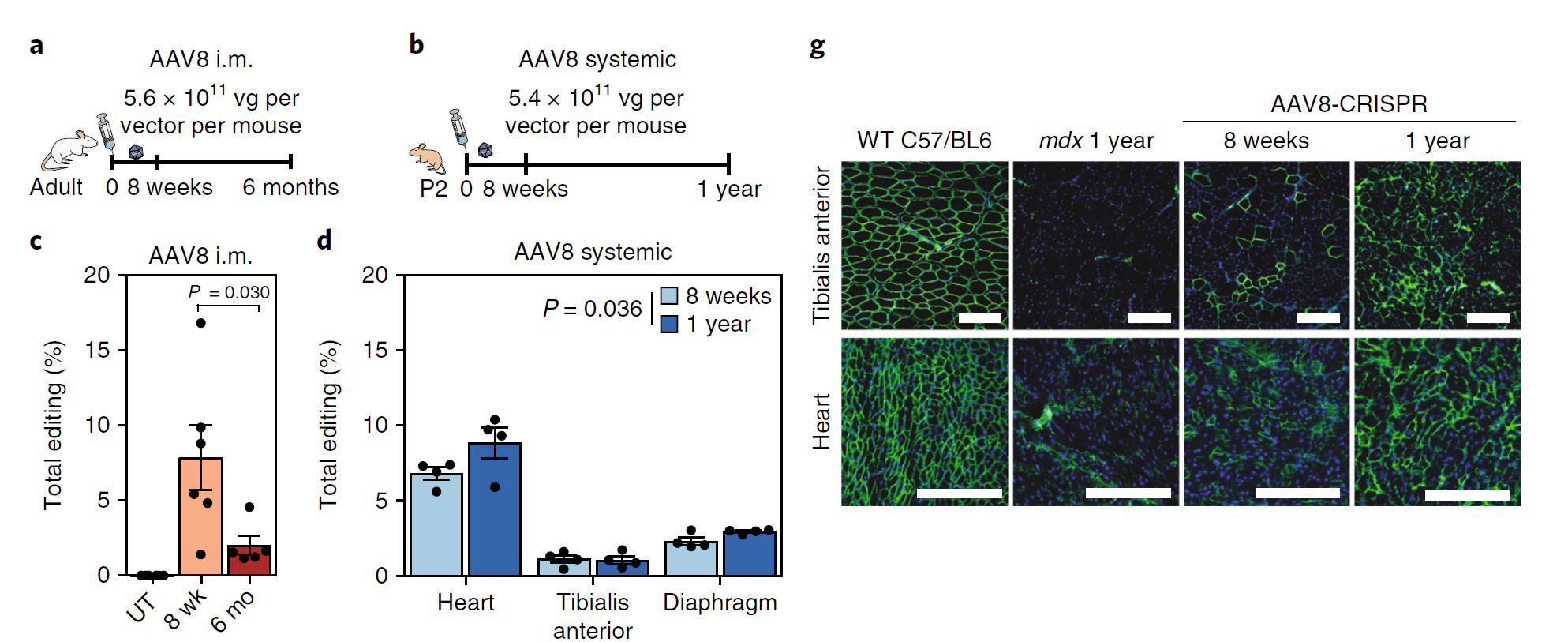 基因编辑治愈肌营养不良,crispr基因治疗效果
