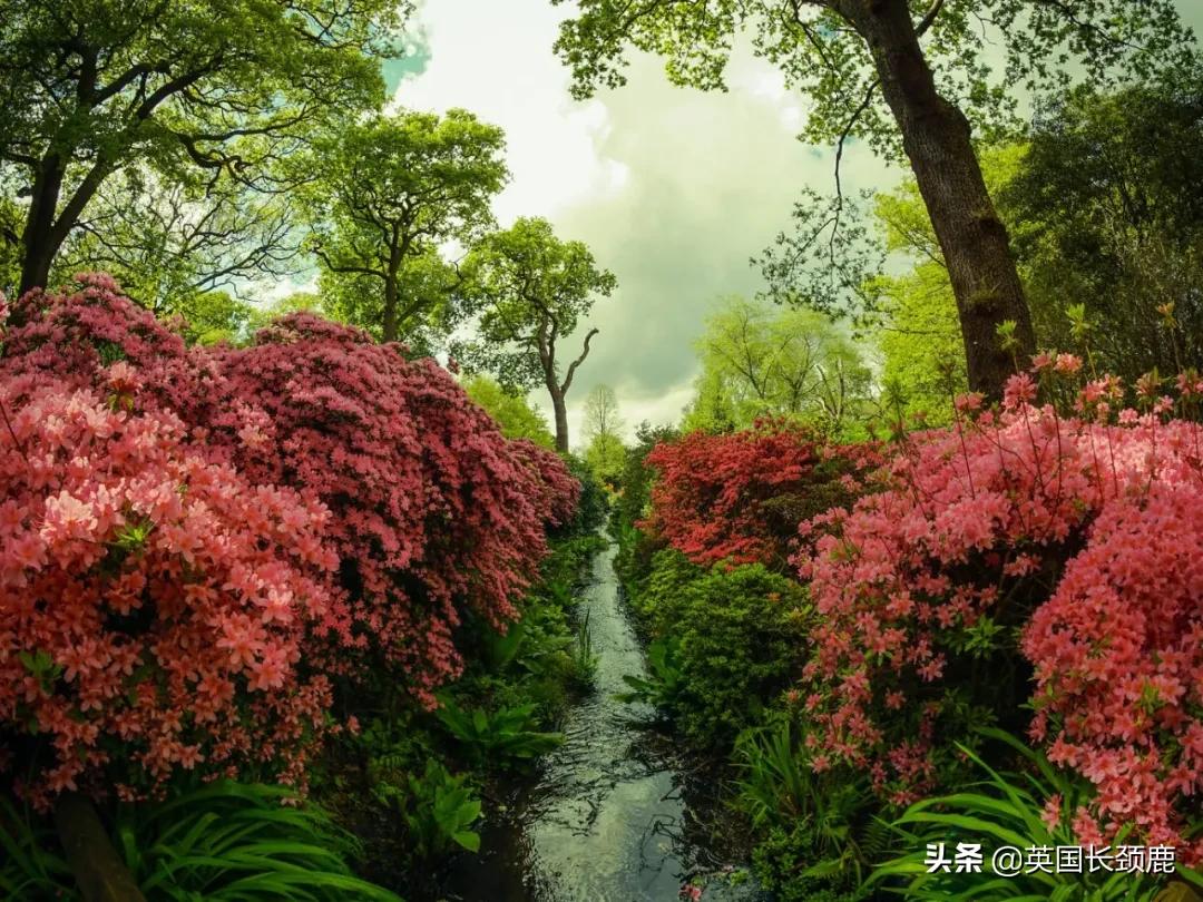 520/521：五月阳光下，伦敦依然盛放。记得常回来看看