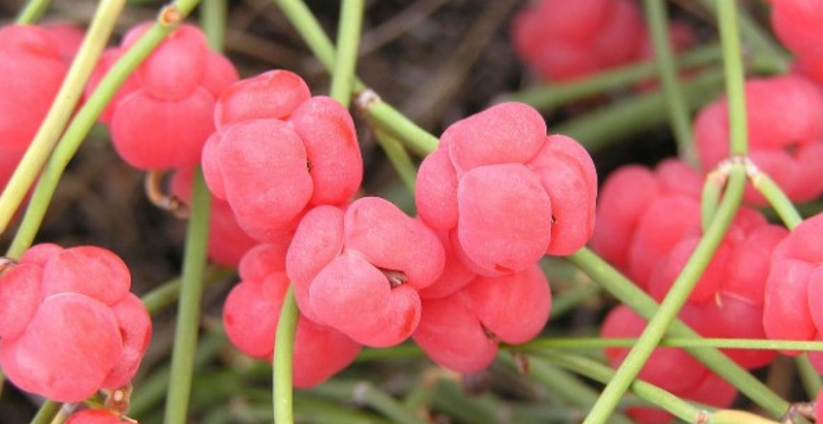 纯天然植物染发有什么危害,纯天然无添加对人体零伤害