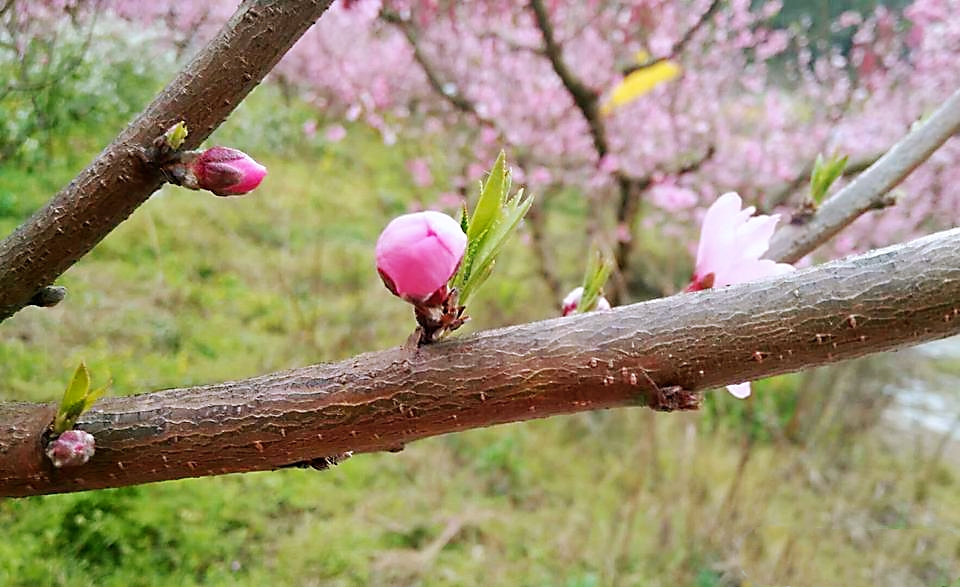 桃树怎样以水控旺,桃树如何灌溉最省劲