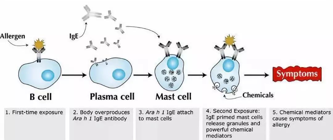 生花生过敏但熟花生不过敏,花生过敏吃了花生皮有事吗