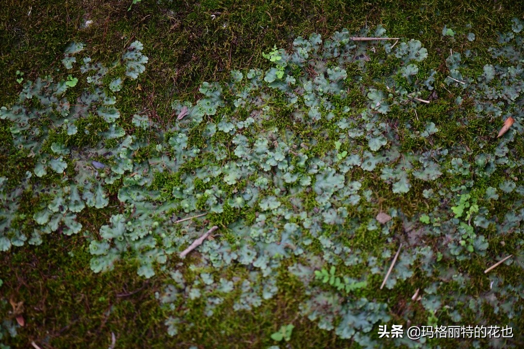 种植苔藓养护方法,苔藓怎么养护才能长得好